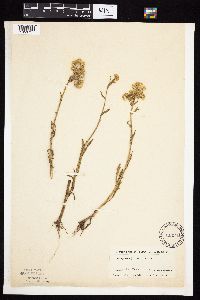 Tephroseris palustris image