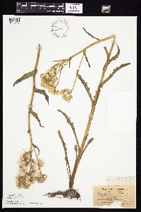 Tephroseris palustris image