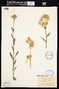 Tephroseris palustris image