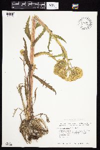 Tephroseris palustris image