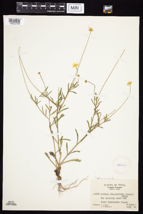 Tetraneuris linearifolia image