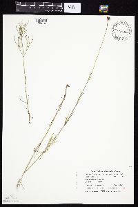 Thelesperma megapotamicum image