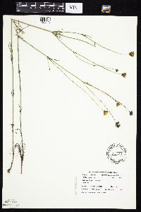 Thelesperma megapotamicum image