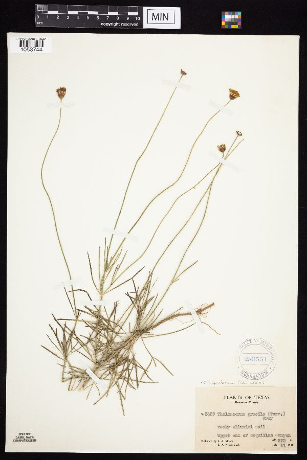 Thelesperma megapotamicum image