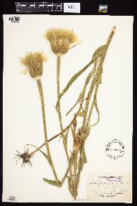 Tragopogon porrifolius image