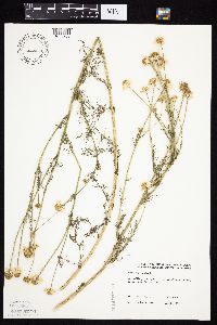 Tripleurospermum inodorum image