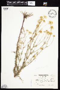 Tripleurospermum inodorum image