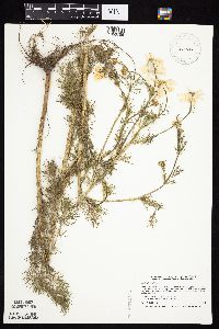 Tripleurospermum inodorum image