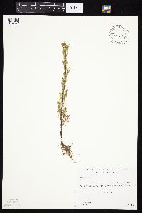 Tripleurospermum inodorum image