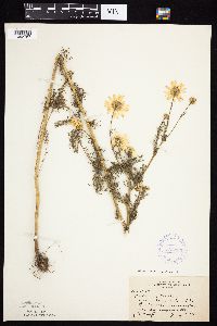 Tripleurospermum inodorum image