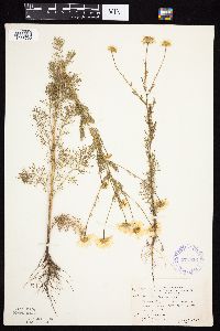 Tripleurospermum inodorum image