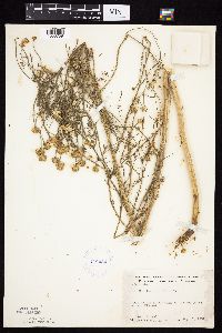 Tripleurospermum inodorum image