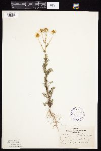 Tripleurospermum inodorum image