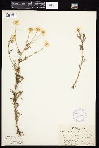 Tripleurospermum inodorum image