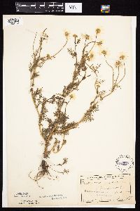 Tripleurospermum inodorum image