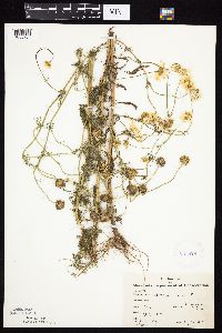 Tripleurospermum inodorum image