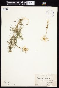 Tripleurospermum inodorum image