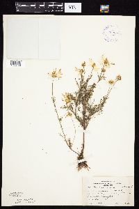 Tripleurospermum inodorum image