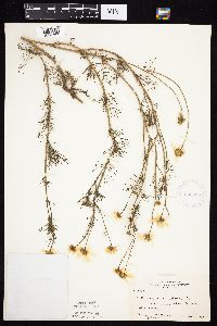 Tripleurospermum inodorum image