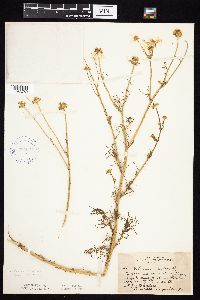 Tripleurospermum inodorum image