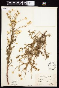 Tripleurospermum inodorum image