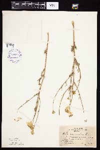 Tripleurospermum inodorum image