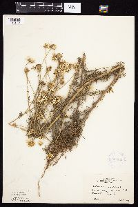 Tripleurospermum inodorum image