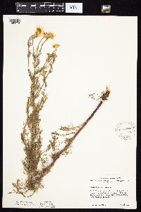 Tripleurospermum inodorum image