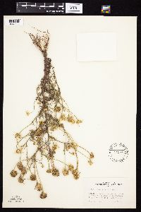 Tripleurospermum inodorum image