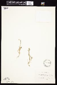 Tripleurospermum inodorum image