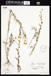 Tripleurospermum inodorum image