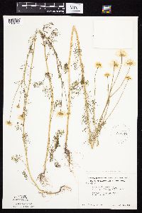 Tripleurospermum inodorum image