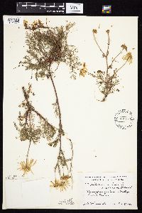 Tripleurospermum inodorum image