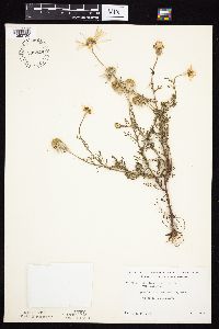 Tripleurospermum inodorum image