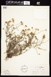 Tripleurospermum inodorum image