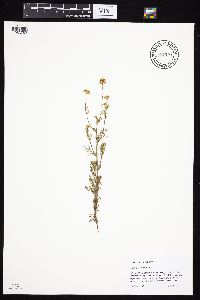 Tripleurospermum inodorum image