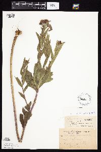 Vernonia fasciculata image