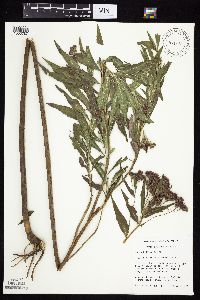 Vernonia fasciculata image