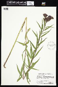 Vernonia fasciculata image