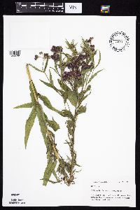 Vernonia fasciculata image