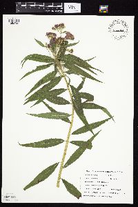 Vernonia fasciculata image