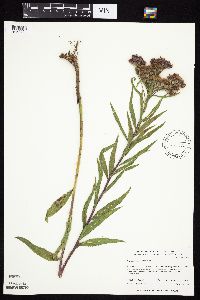 Vernonia fasciculata image