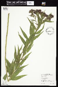 Vernonia fasciculata image