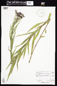 Vernonia fasciculata image