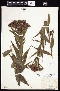 Vernonia fasciculata image
