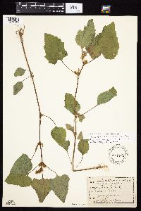 Xanthium strumarium image