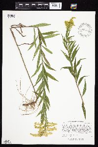 Solidago altissima subsp. altissima image