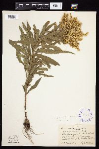 Solidago altissima subsp. altissima image