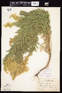 Solidago altissima subsp. altissima image