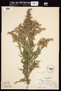 Solidago altissima subsp. altissima image